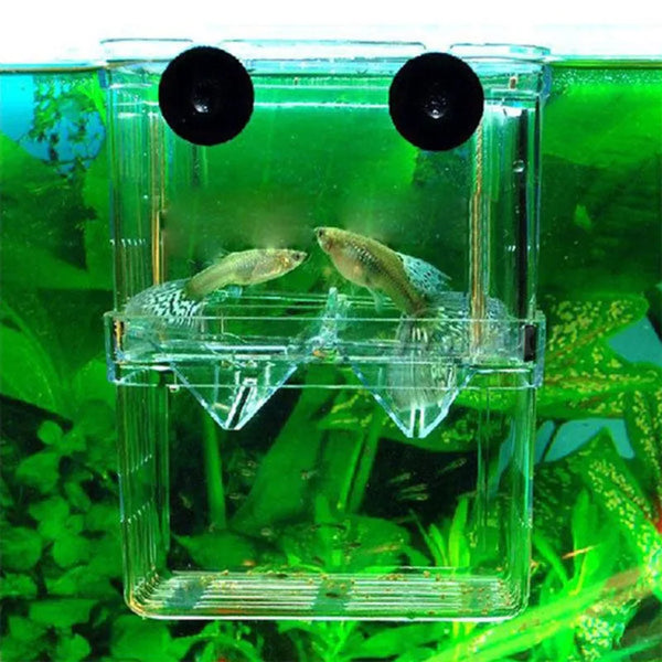 Multifunctional High Clear Fish Breeding Isolation Box Aquarium Breeder Fish Tank Double Guppies Hatching Incubator - Image 3
